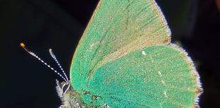 Fiona van Es | Blue sky, yellow gorse and bright green butterflies