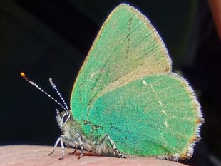 Fiona van Es | Blue sky, yellow gorse and bright green butterflies