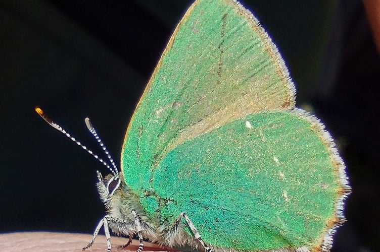Green Hairstreak butterfly - Fiona van Es