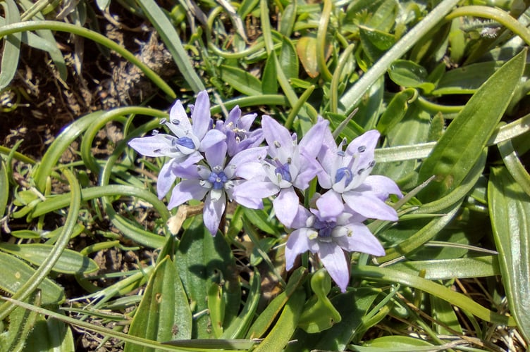 Spring Squill flowering from a miniature bulb - Fiona van Es