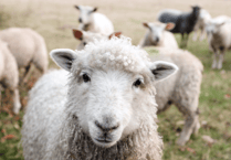 More than 1,000 reports of stolen sheep last year, FOI request reveals