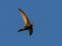 Caroline Snow | Swifts need our help