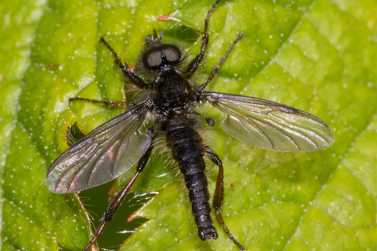 Bibio lanigerus male - Geoff Foale