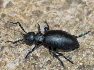 Geoff Foale | Insects out of sync