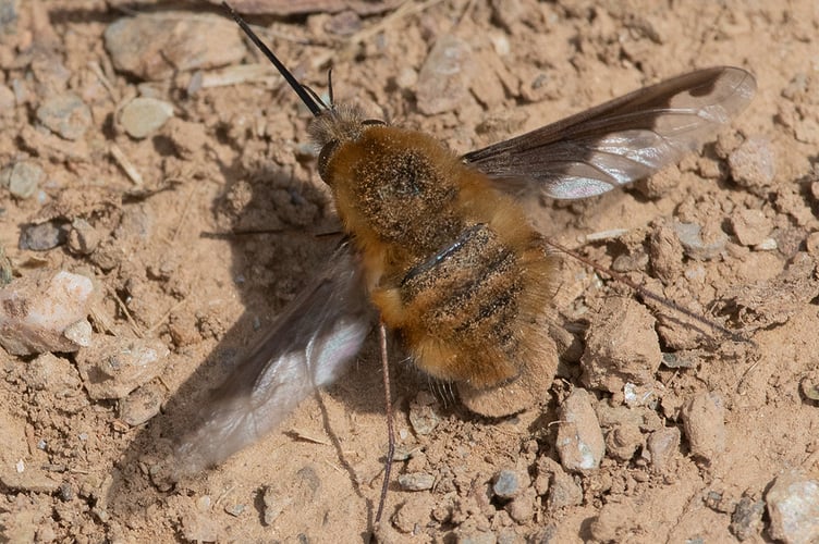 Dark-edged Bee-fly - Bombylius major dusting her abdomen - Geoff Foale