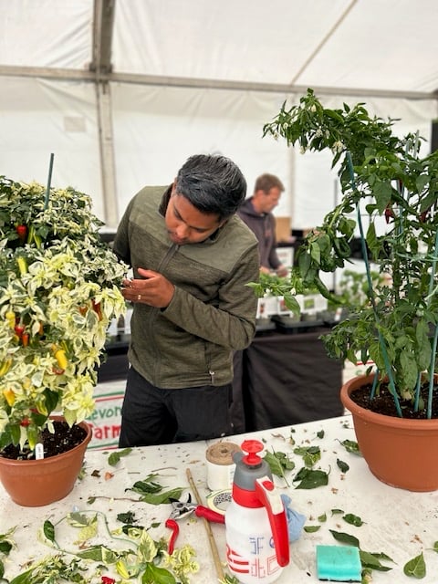 Amrit pruning his chillies