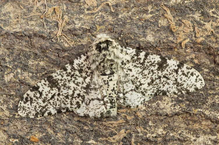 Peppered Moth - Biston betularia 26-03-25 - Geoff Foale