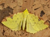 Geoff Foale | Nature Diary: Catching rare moths at home