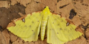 Geoff Foale | Nature Diary: Catching rare moths at home