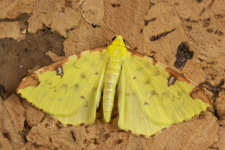 Brimstone - Opisthograptis luteolata - Geoff Foale