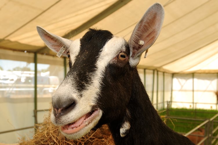 Devon County Show - as agricultural  shows go it's the GOAT -as this British Saarmen agrees
