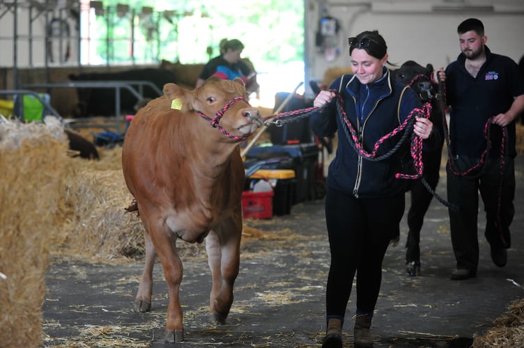 Devon County Show - cattle start to arrive ahead of the first of the show on Thursday