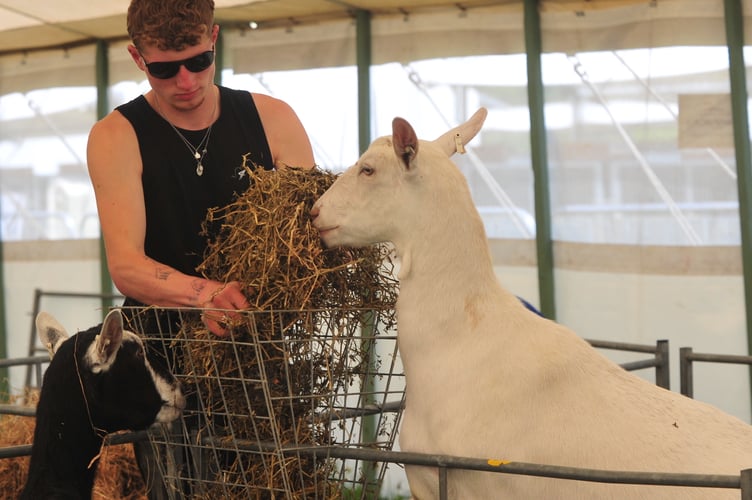 Devon County Show . Grub up! Feeding top up for goats at the show from Sam Owen of Four Beeches Farm near Okehampton