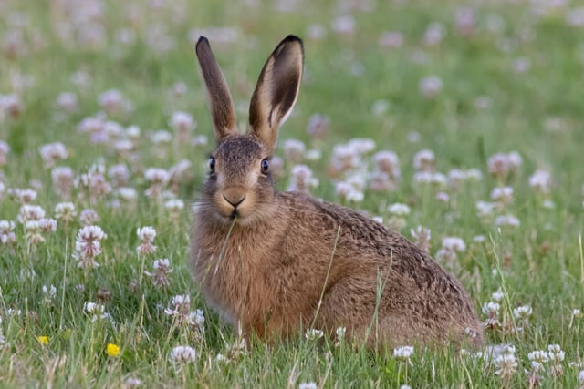 Caroline Snow | Wildlife thrives on solar farms