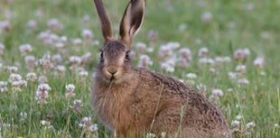 Caroline Snow | Wildlife thrives on solar farms
