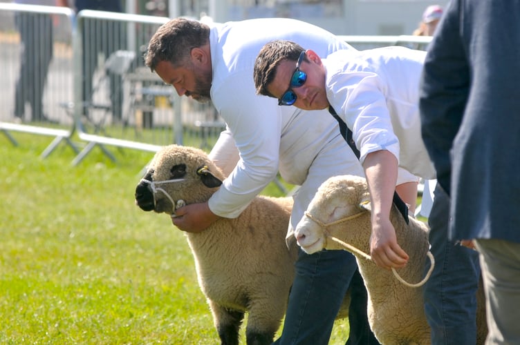 Devon County Show. Rich Rossiter from Burton Farm in KIngsbridge showing in the signet interbreed ram lamb class