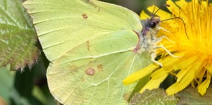 Nature Diary Geoff Foale | A welcome flutter of wings