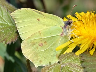 Nature Diary Geoff Foale | A welcome flutter of wings