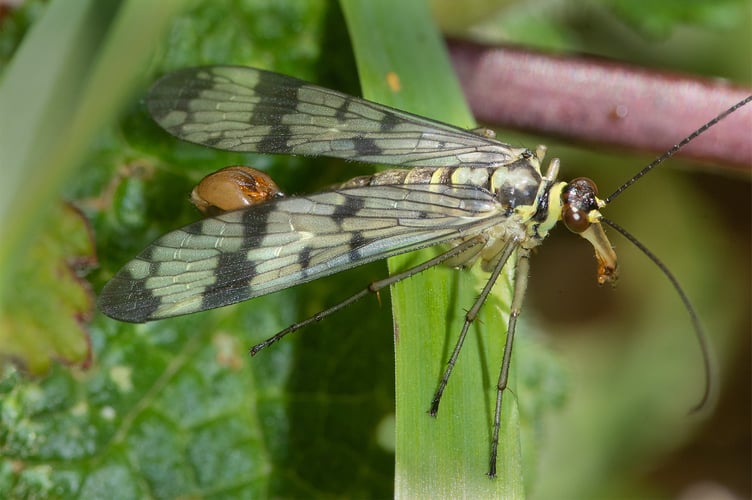 Scorpion Fly - Panorpa communis - Geoff Foale