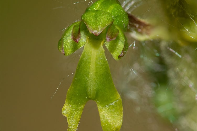 Twayblade Flower - Geoff Foale