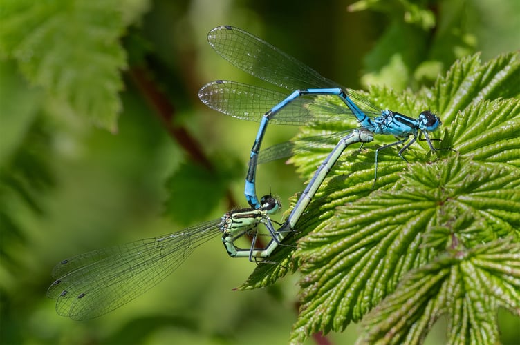 Azure Damselfly pair - Geoff Foale