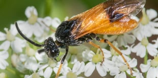 Nature Diary Geoff Foale