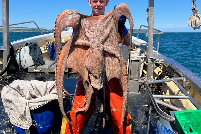 'Bloom' turns South Hams's waters into an octopuses garden