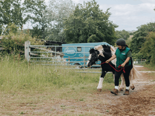 Pony with collar embedded into skin starts new life at rescue centre