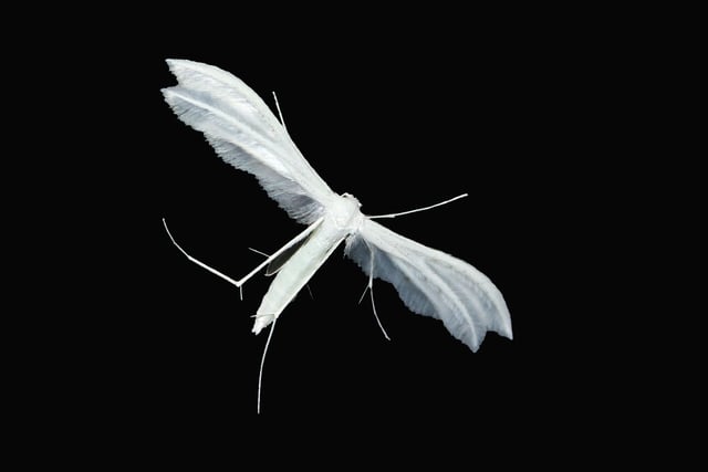 Caroline Snow | Protecting our summer nights for night-flying insects