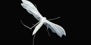 Caroline Snow | Protecting our summer nights for night-flying insects