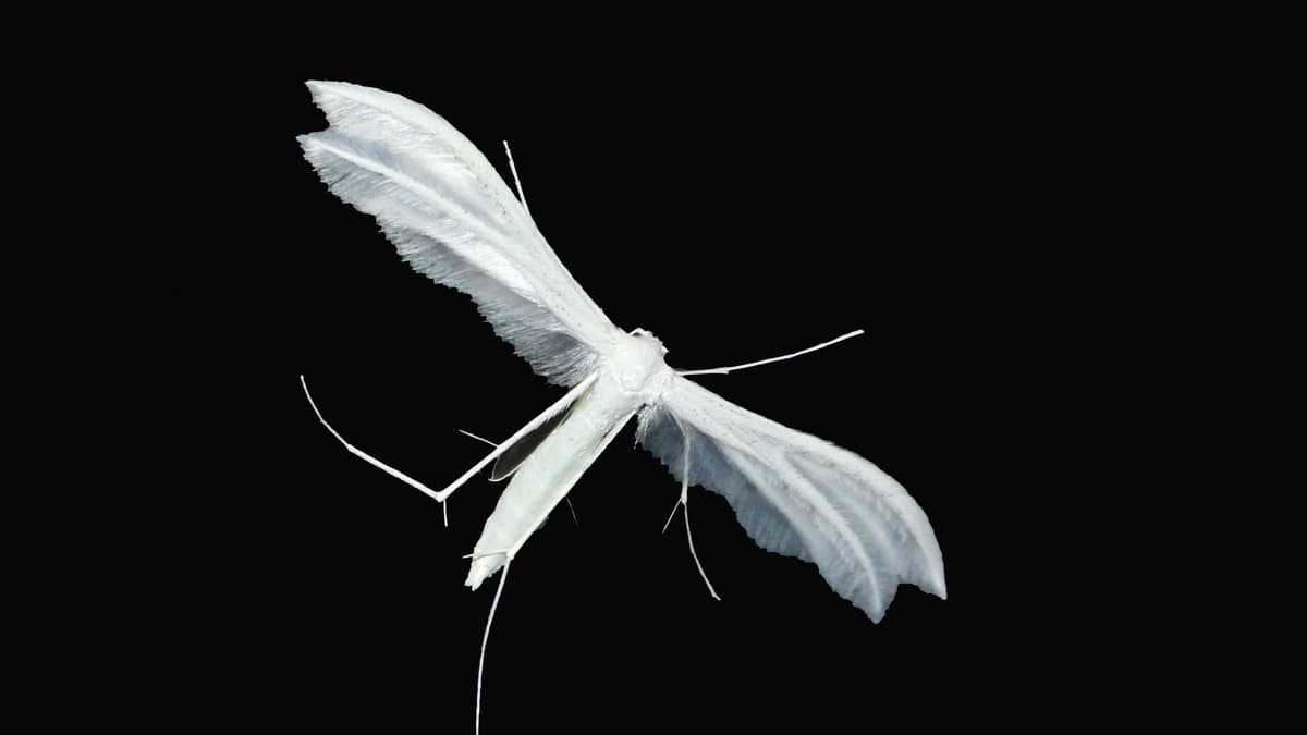 Example Night Flying Insect Caroline Snow | Protecting our summer nights for night-flying insects ...