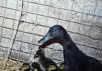 Ducklings saved after hit and run