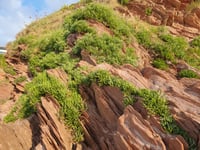 Nature Diary by Alice Henderson | Exploring Bigbury on Sea - Part 1