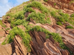 Nature Diary by Alice Henderson | Exploring Bigbury on Sea - Part 1