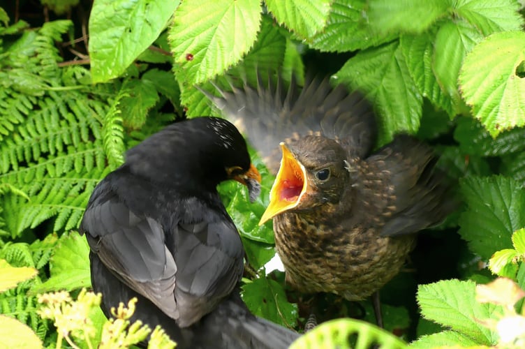 Blackbird feeding his young -Linda Hallett
