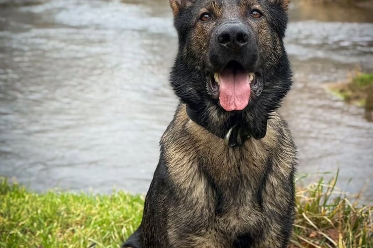 Police dog Saka