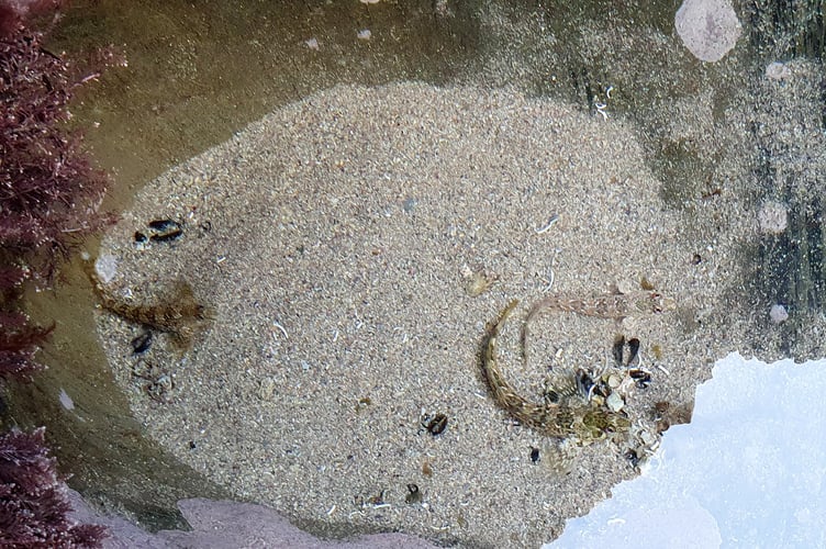 Blennies in a rockpool - Alice Henderson