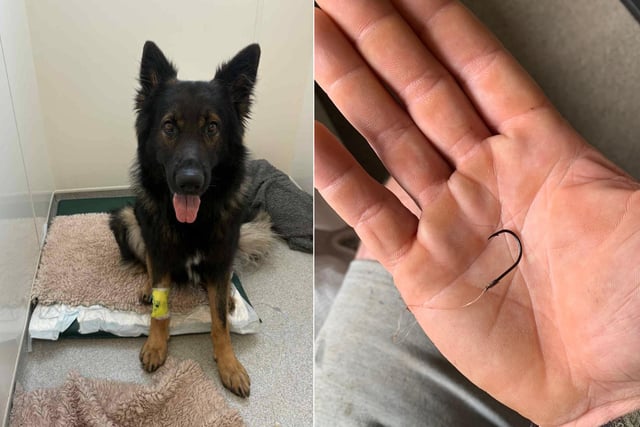 Beloved dog swallows fish hook in Bakers Park