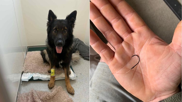 Douglas the Dog and the discarded fish hook.