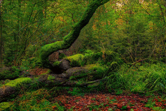 Caroline Snow | Seeing the wood for the trees