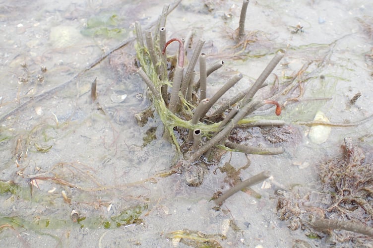 Sabella pavonina - Nigel Mortimer