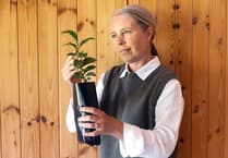 growing tea in space: scientists' next frontier