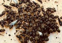 Flying ant swarms expected this month