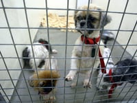 Rise in animal cruelty calls to the RSPCA in Devon