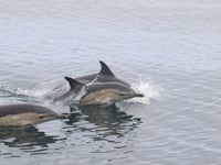 Operation Seabird: Safeguarding seabirds and dolphins