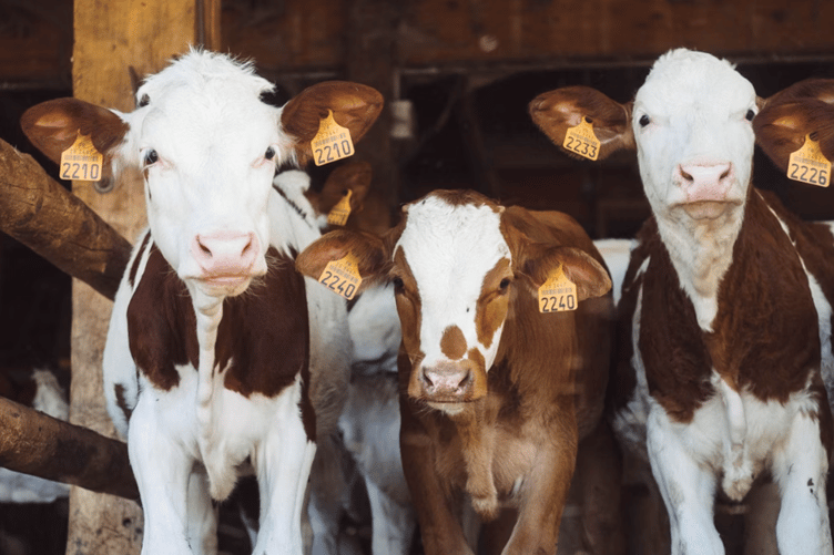 Farm stock image