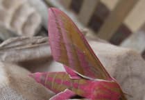 Nature Diary by Gordon Waterhouse | Uncover Modbury's Nature Wonders