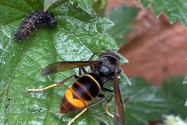 Asian Hornets spotted in Devon