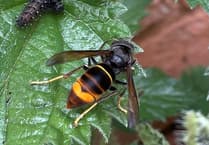 Help needed to report Asian Hornet sightings