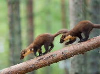 Pine marten project celebrates arrival of first young